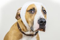 Agressor de animais terá de pagar por despesas veterinárias em Tangará da Serra