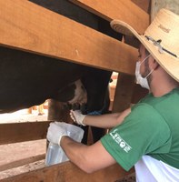 Autorizado recurso de R$ 600 mil para viabilizar melhoramento genético do rebanho leiteiro 