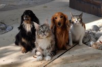 Câmara aprova a criação do Estatuto de Proteção, Defesa e Controle de Animais Domésticos 