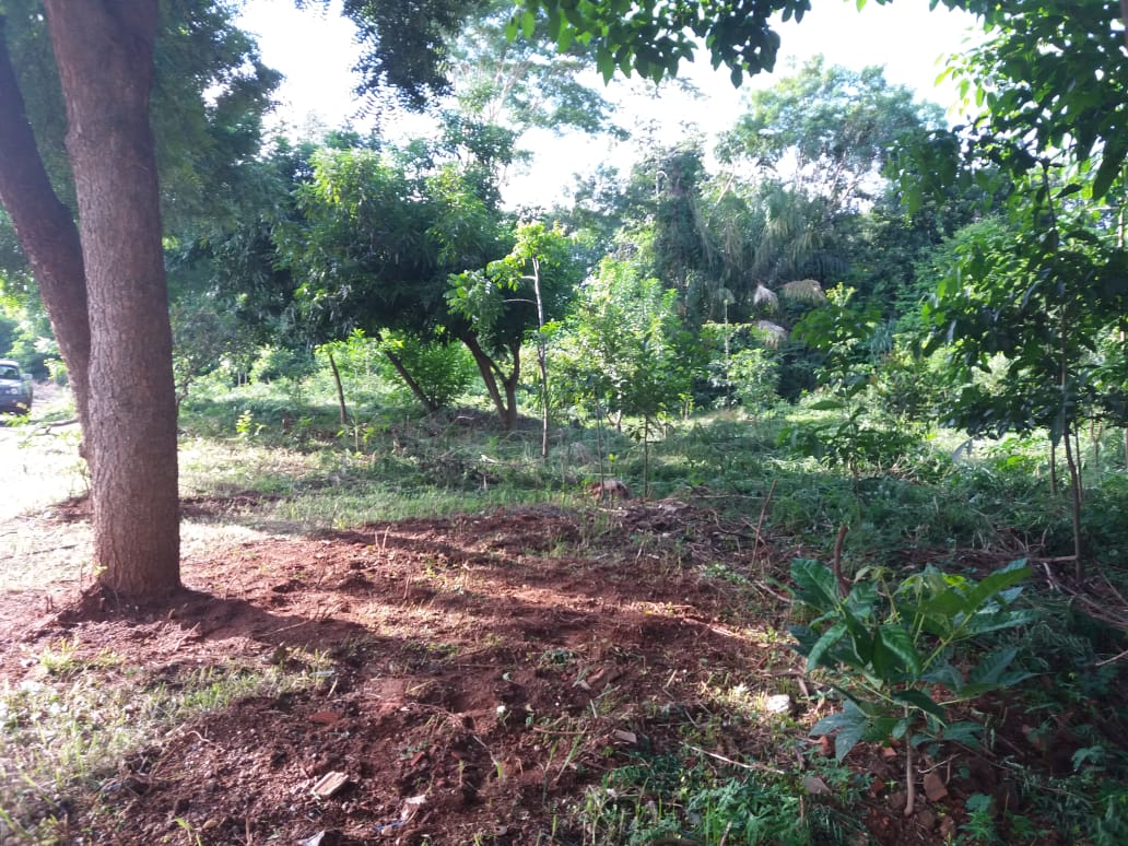 Câmara aprova novo Código Ambiental do Município 