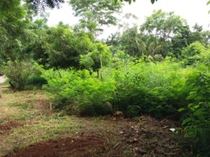 Crédito de R$ 517 mil é autorizado para o cercamento de Áreas de Preservação Permanente (APP) 