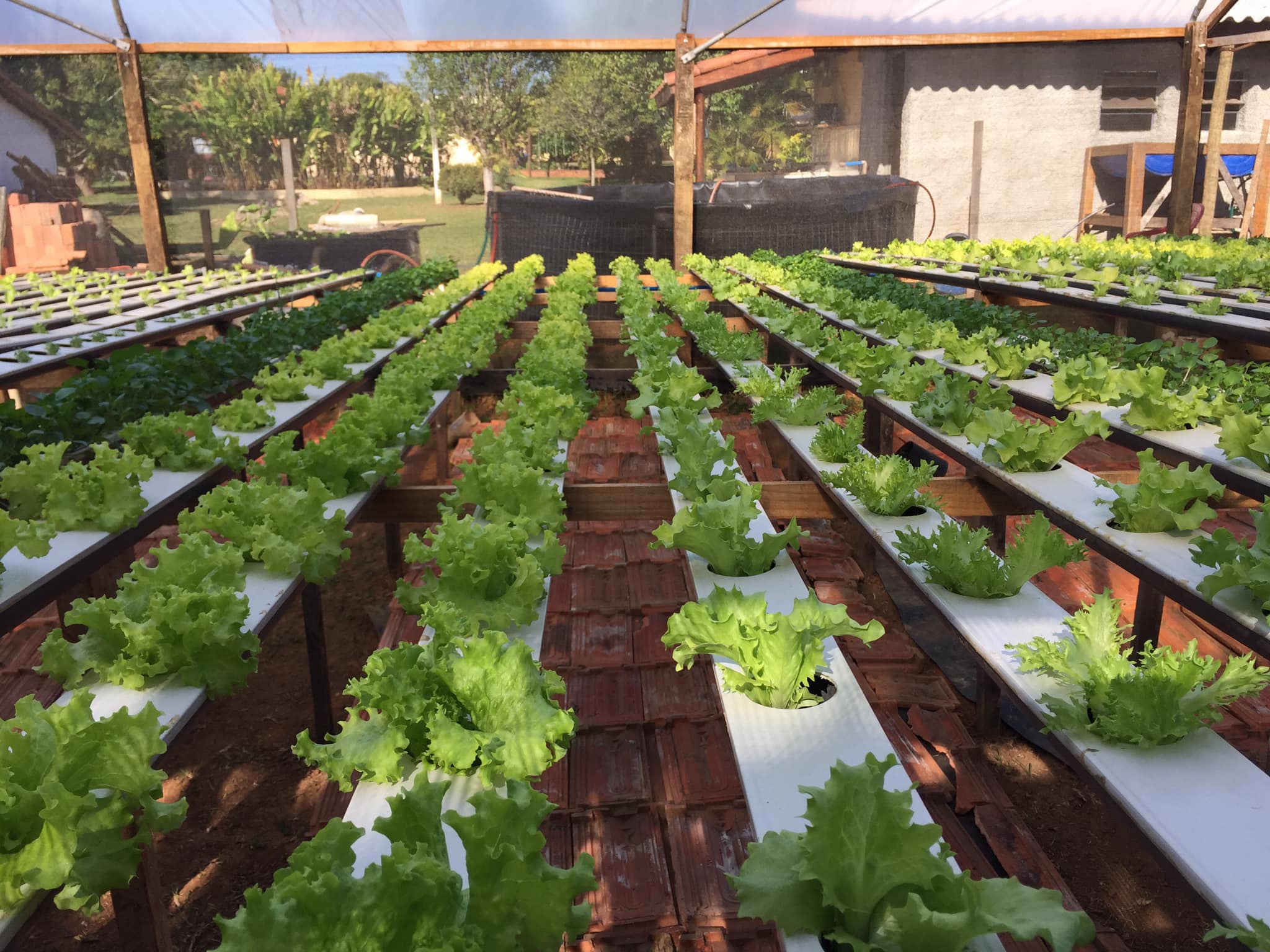 Aquaponia: vereadores visitam produção integrada de peixes e vegetais em comunidade terapêutica 