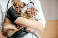 Parlamentares aprovam emenda de R$ 17 mil para a manutenção do Castramóvel