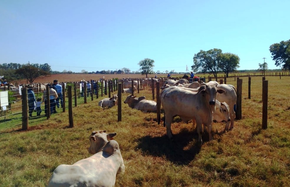 Câmara Municipal foi representada em feira de melhoramento genético para pecuária