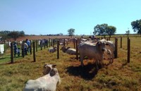 Câmara Municipal foi representada em feira de melhoramento genético para pecuária