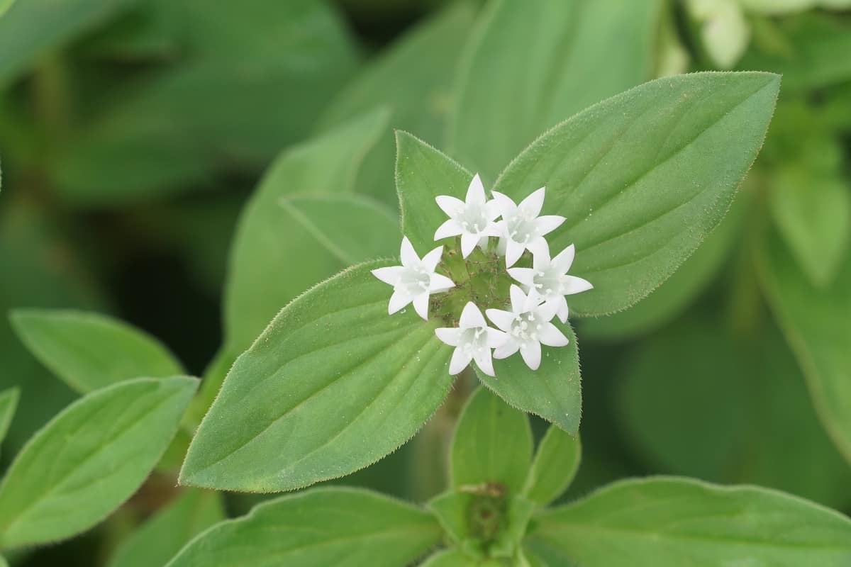 Hoje é Dia Municipal da Poaia