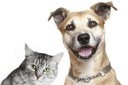 Programas ‘Banco de Ração’ e ‘Lar Temporário’, voltados à proteção e bem-estar animal são aprovados