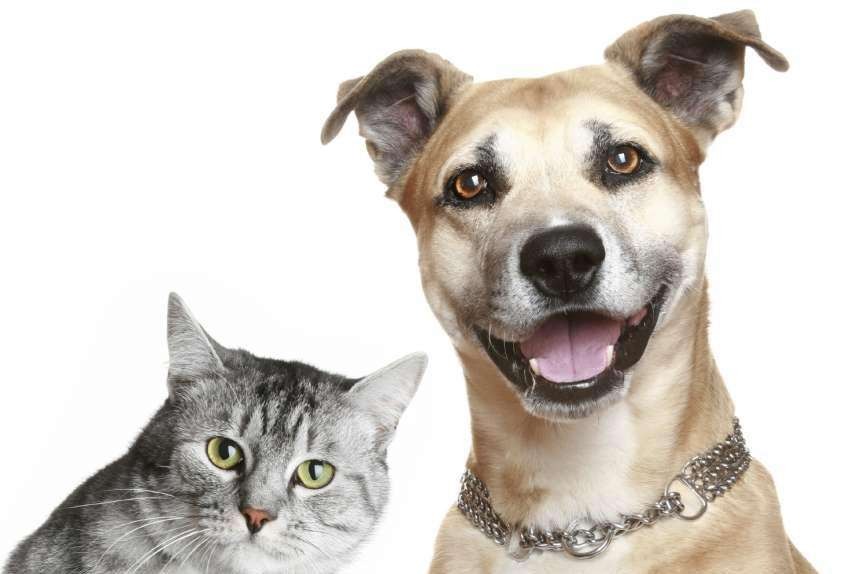 Programas ‘Banco de Ração’ e ‘Lar Temporário’, voltados à proteção e bem-estar animal são aprovados